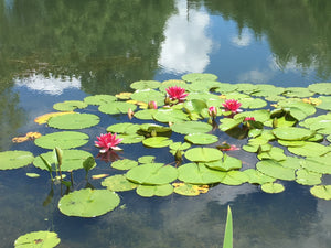 Take Time to Smell the Roses in Uxbridge